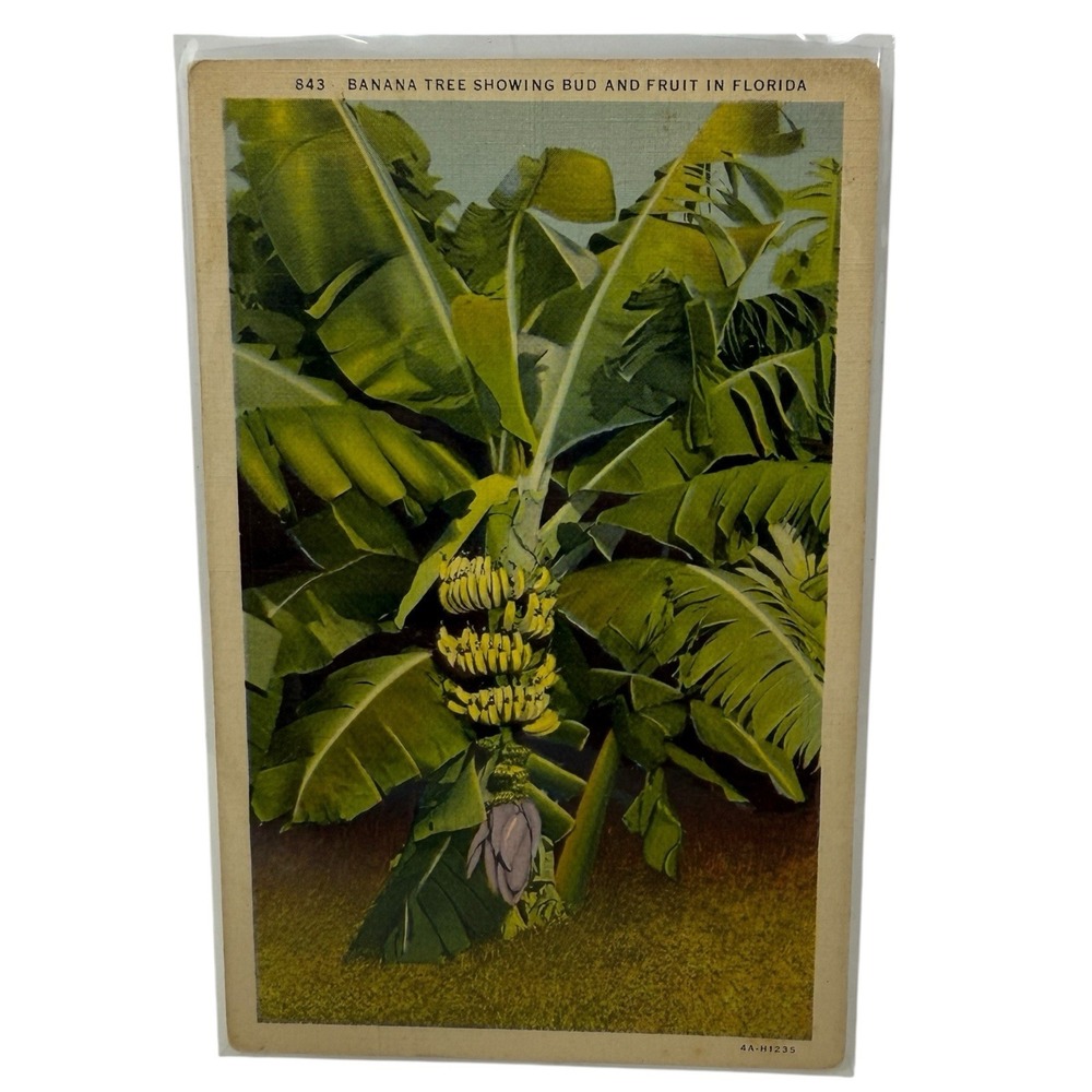 Vintage Linen Postcard Banana Tree‎ w/ Buds & Fruit in Florida Curt Teich